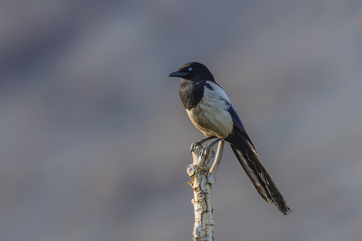 Eurasian Magpie - ML638671200