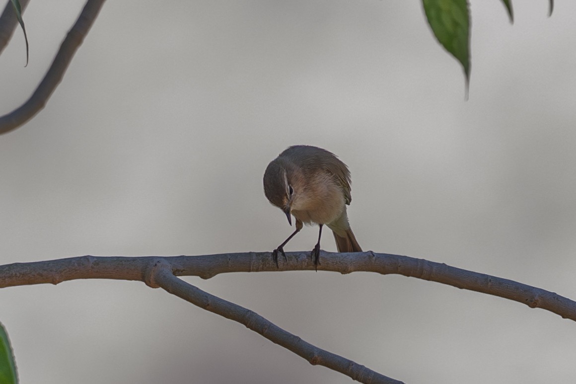 Mountain Chiffchaff - ML638671208