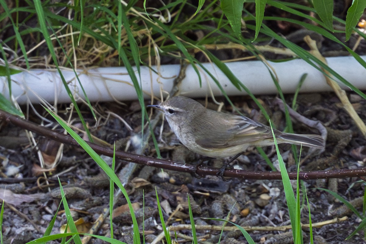 Mountain Chiffchaff - ML638671210