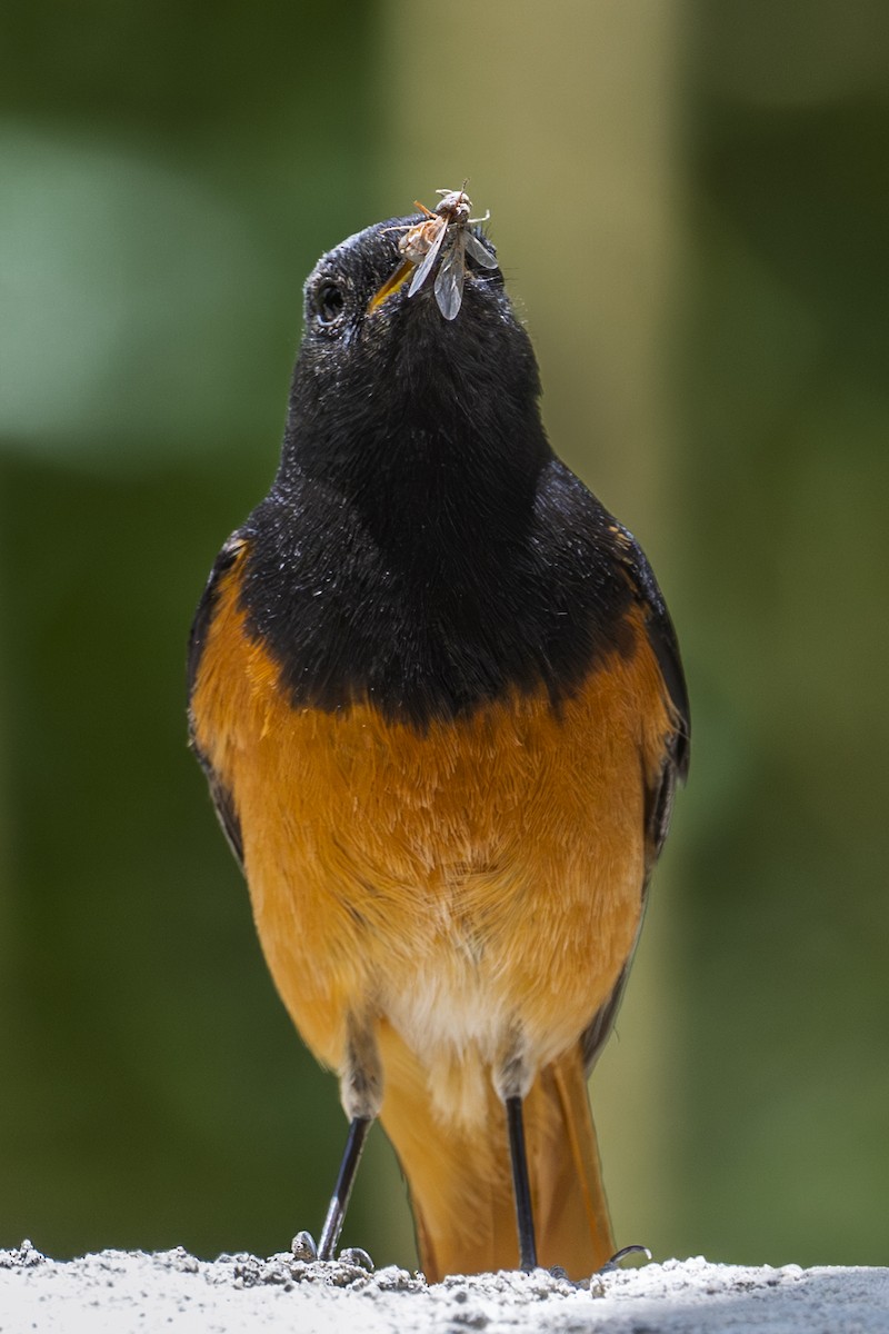 Black Redstart - ML638671216