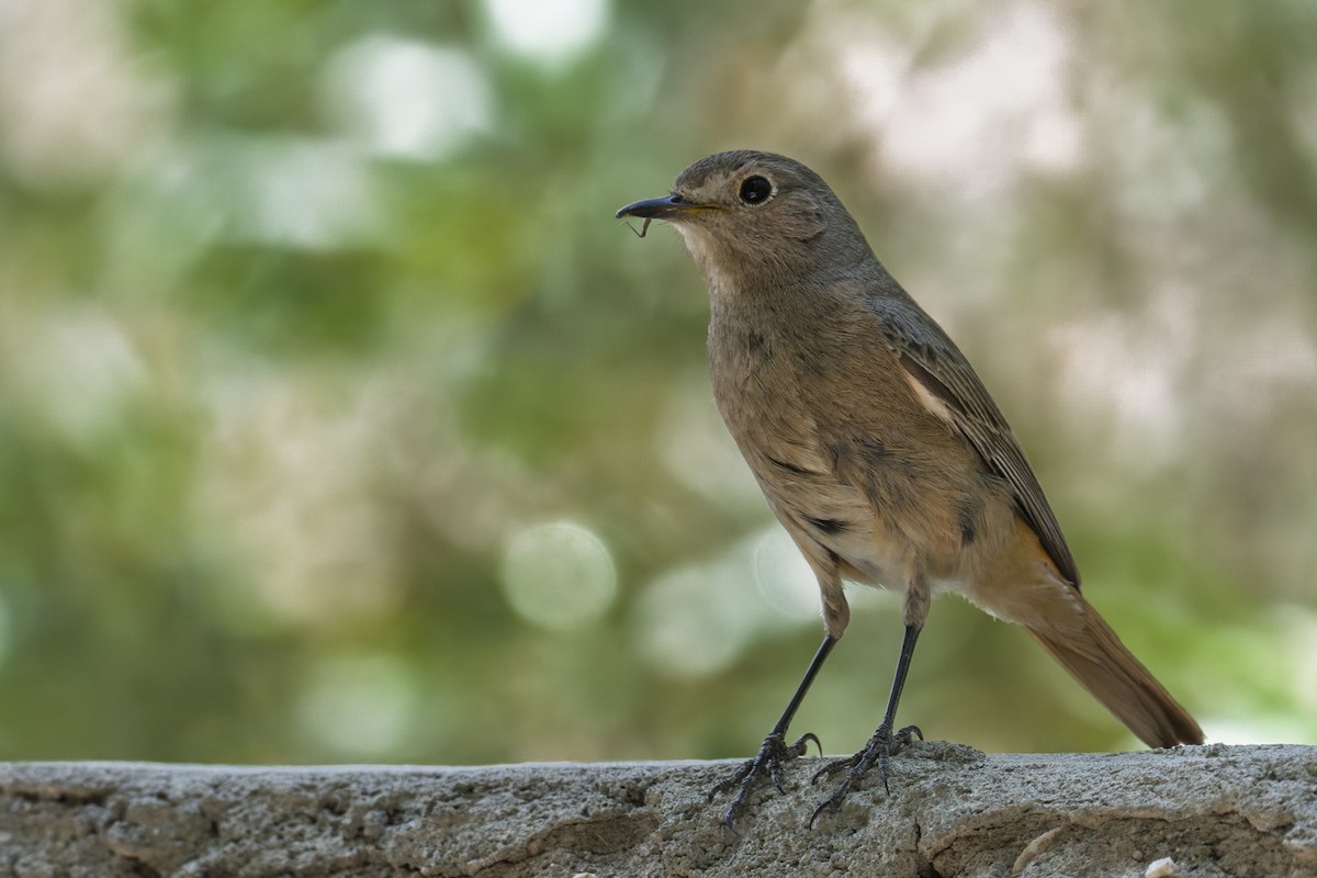 Black Redstart - ML638671217