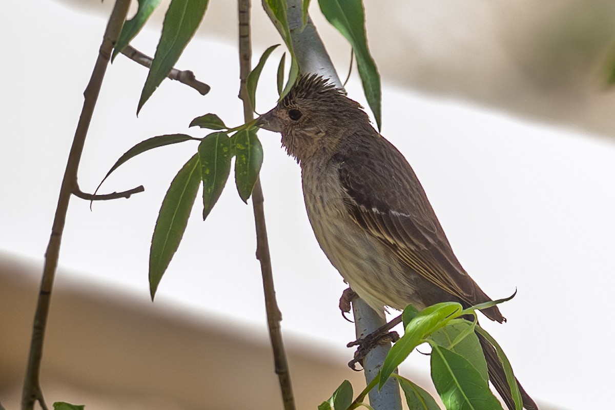 Common Rosefinch - ML638671221