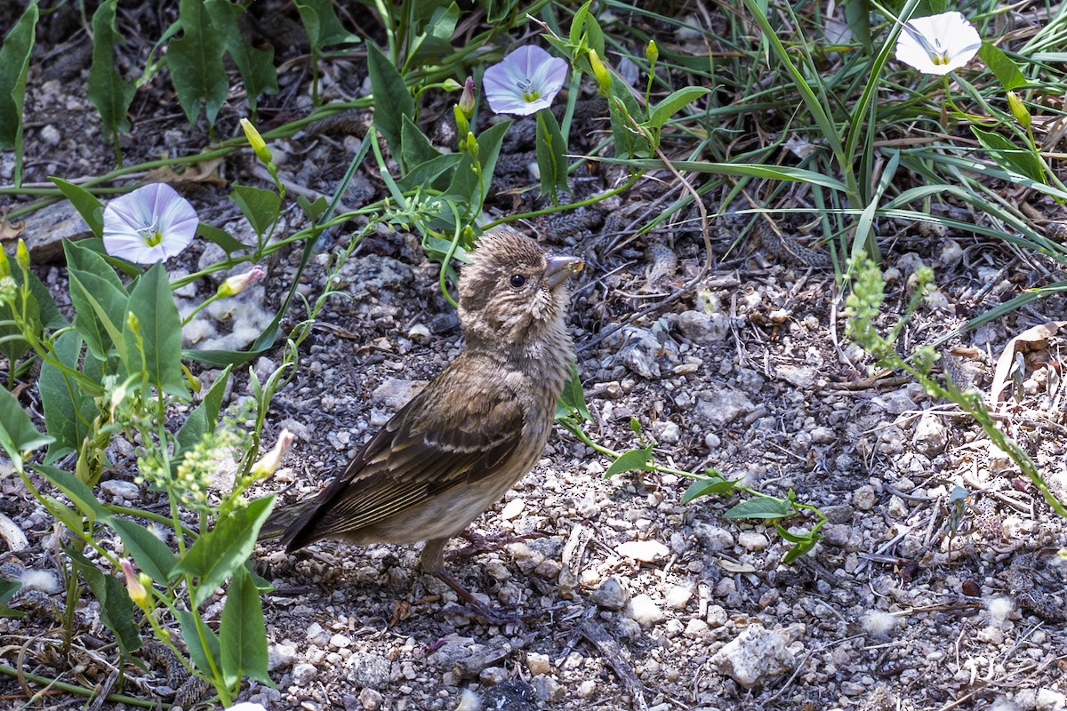 Common Rosefinch - ML638671222