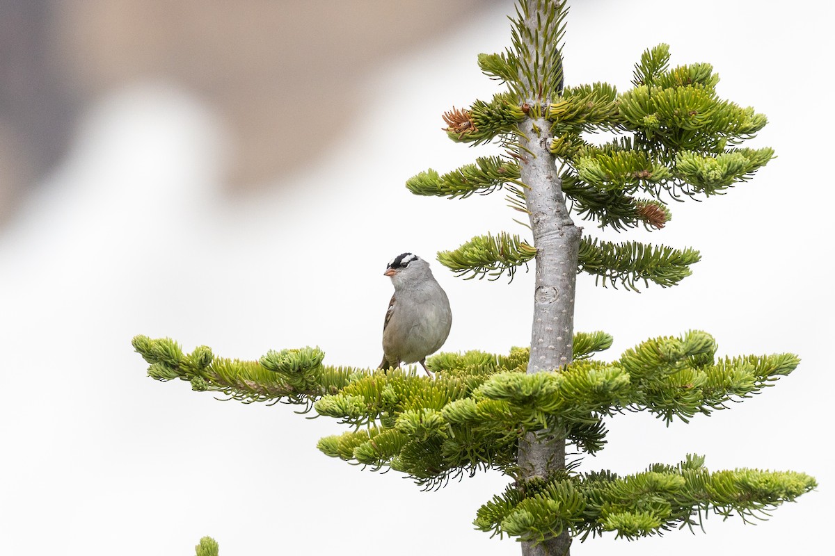 White-crowned Sparrow (oriantha) - ML638671236