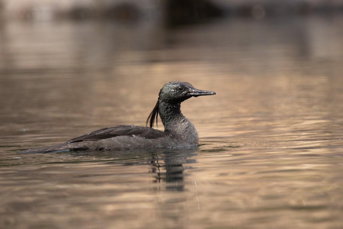 Brazilian Merganser - ML638671248