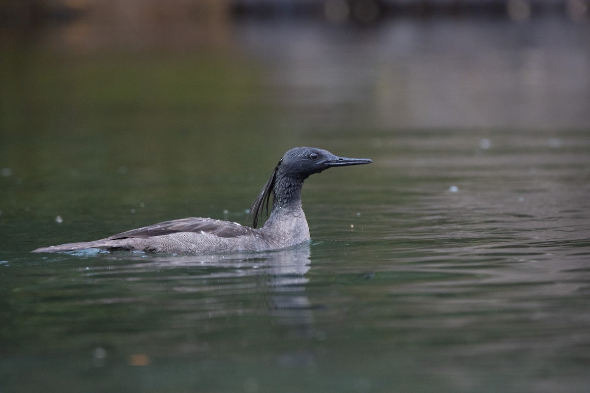 Brazilian Merganser - ML638671249