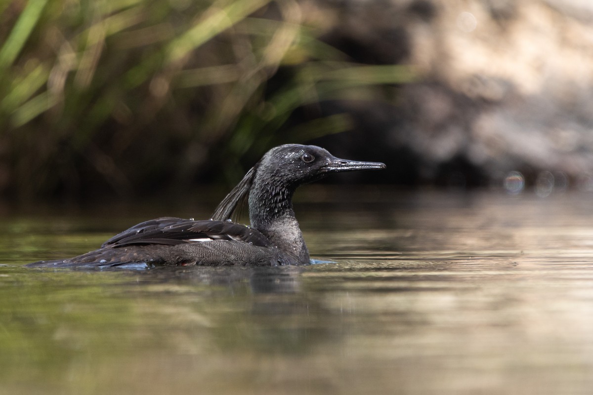 Brazilian Merganser - ML638671250