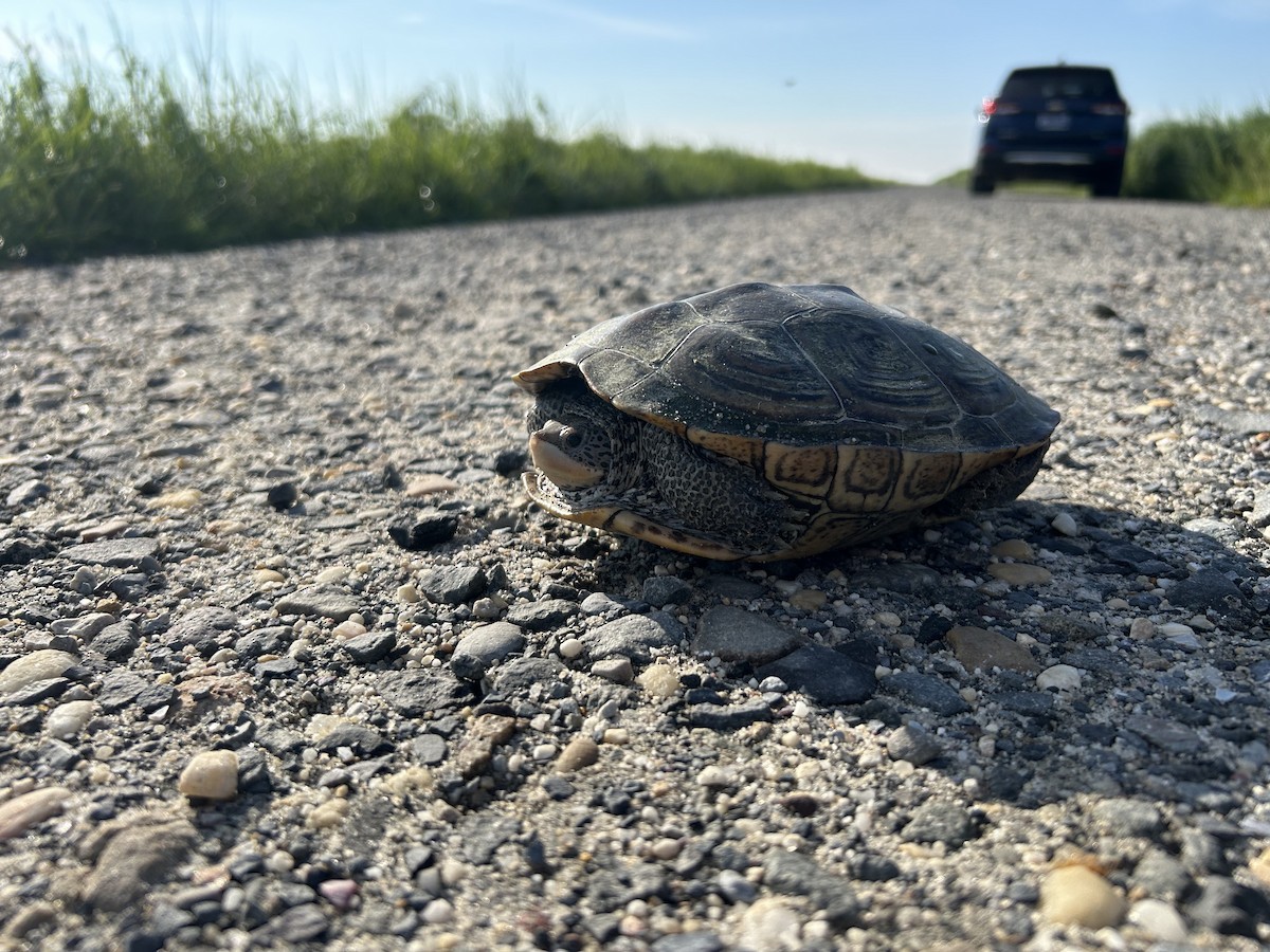 Northern Diamondback Terrapin - ML638671269