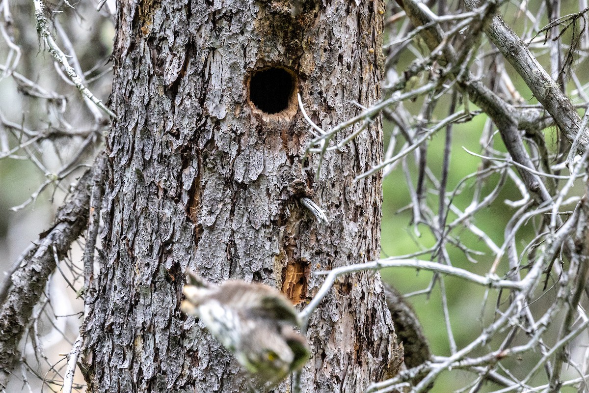Northern Pygmy-Owl - ML638671291