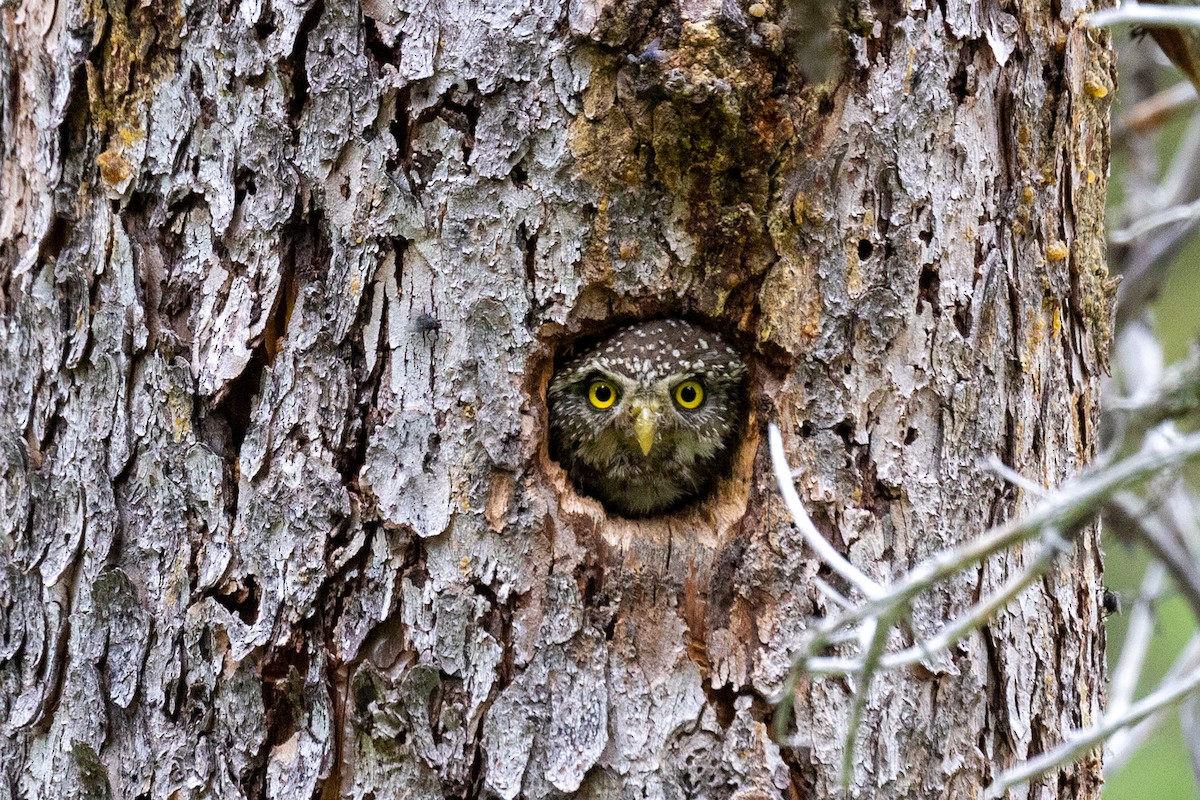 Northern Pygmy-Owl - ML638671292