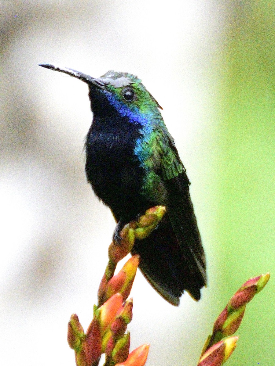 Black-throated Mango - ML638671293