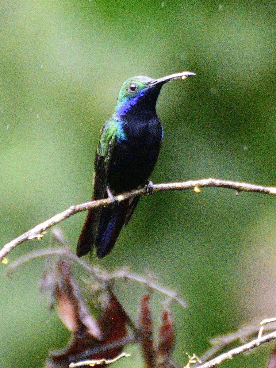 Black-throated Mango - ML638671295