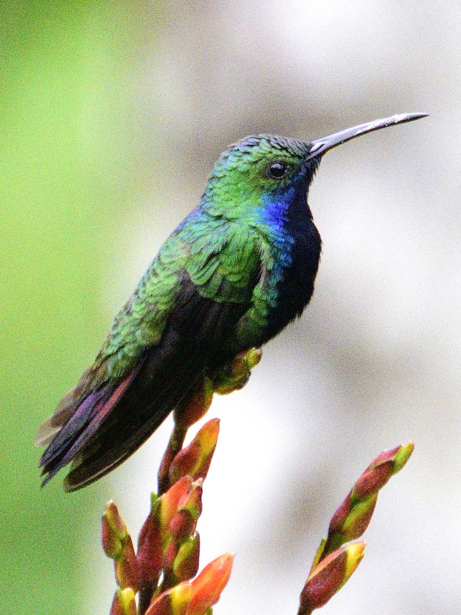 Black-throated Mango - ML638671296