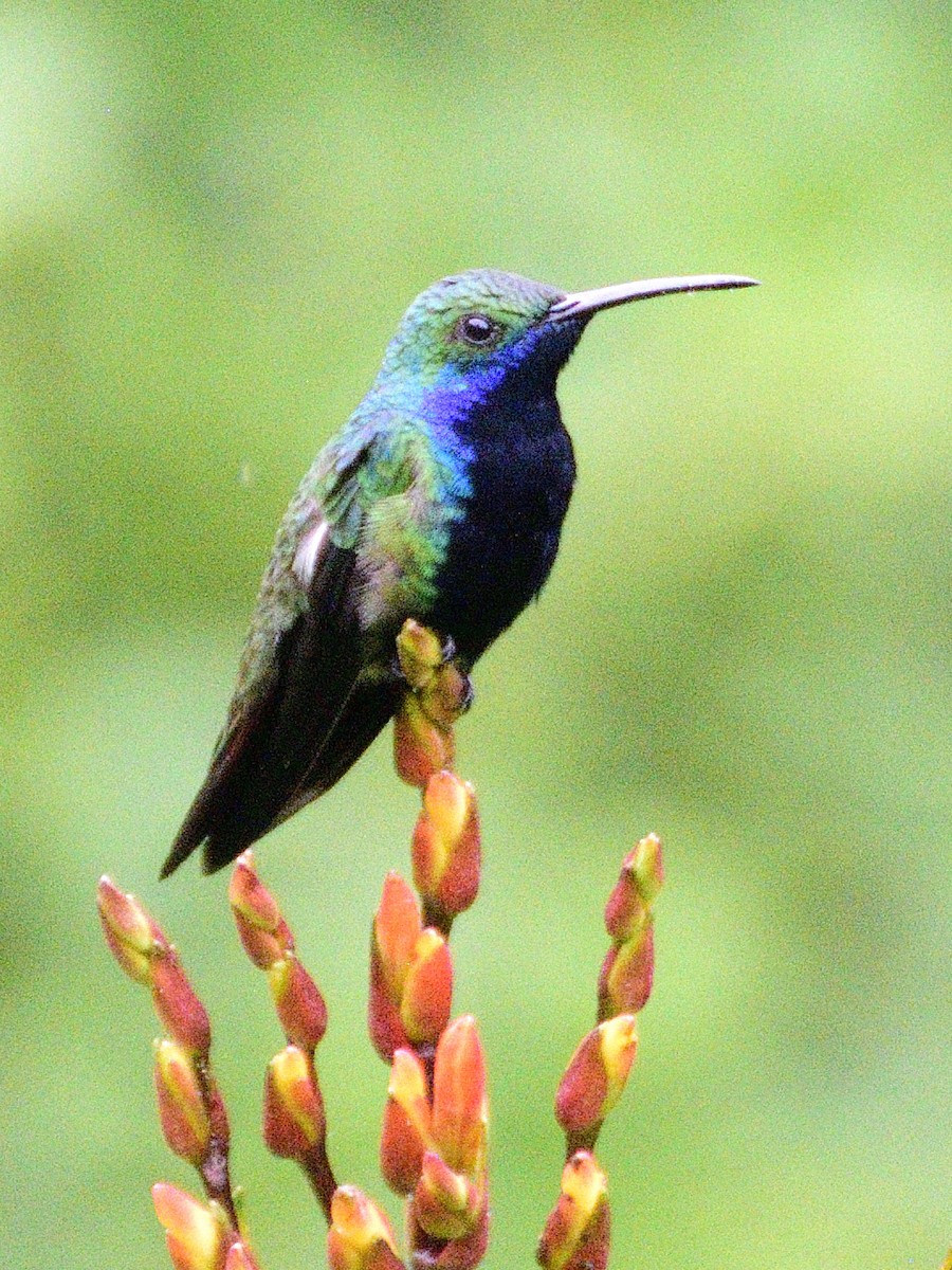 Black-throated Mango - ML638671297