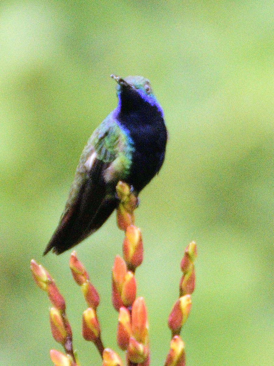 Black-throated Mango - ML638671298