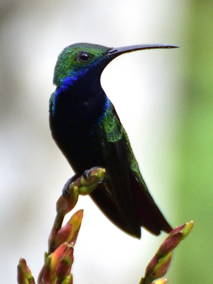 Black-throated Mango - ML638671299