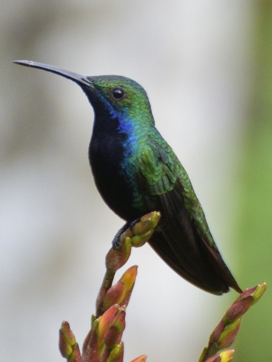 Black-throated Mango - ML638671300