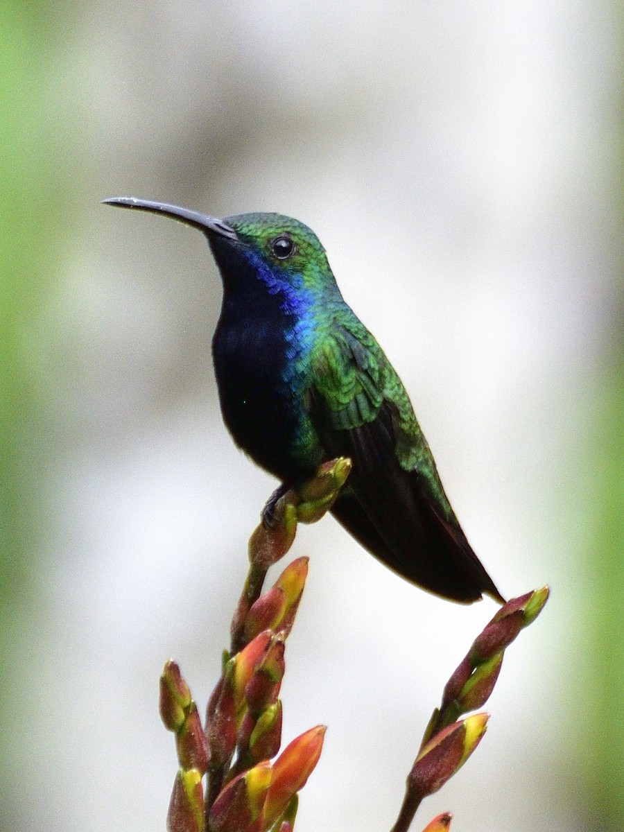 Black-throated Mango - ML638671301