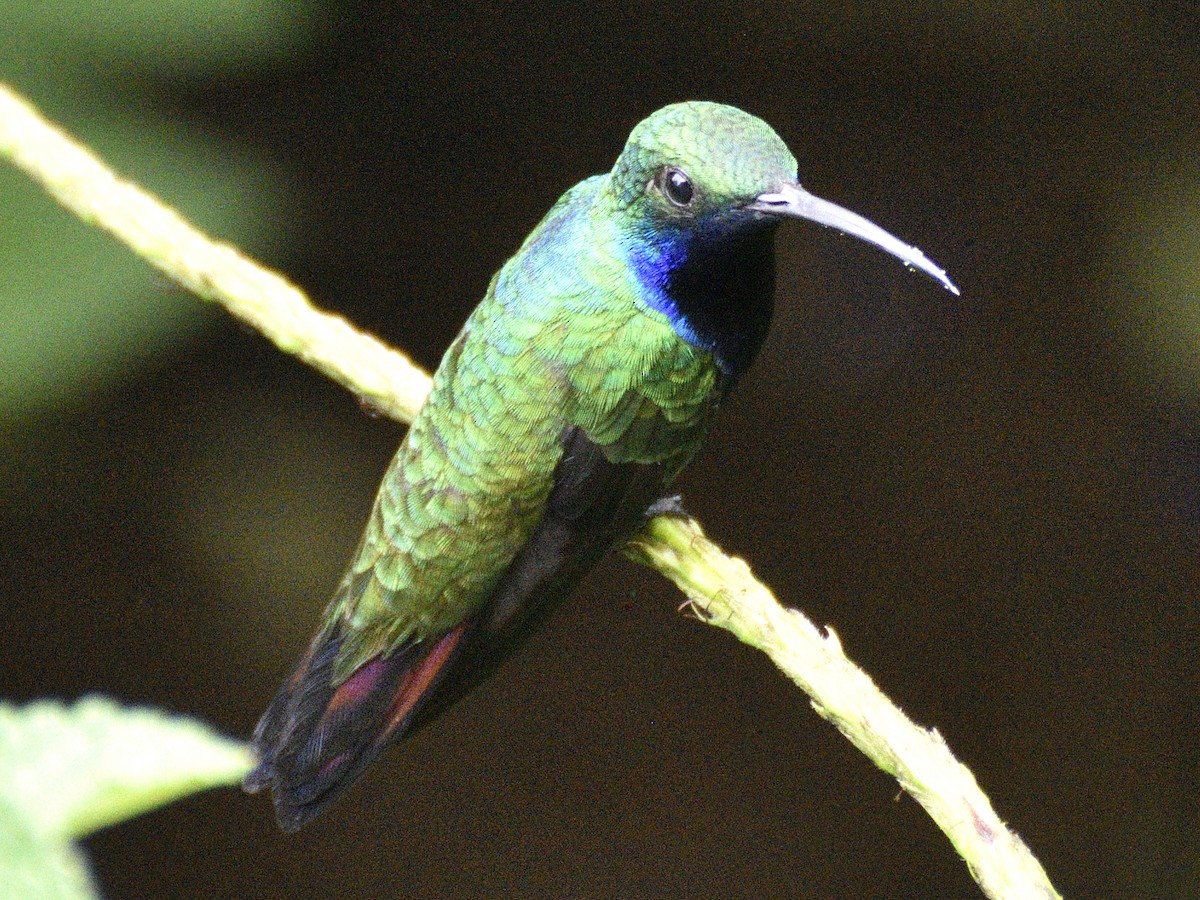 Black-throated Mango - ML638671302