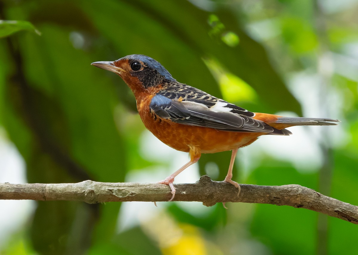 White-throated Rock-Thrush - ML638671391