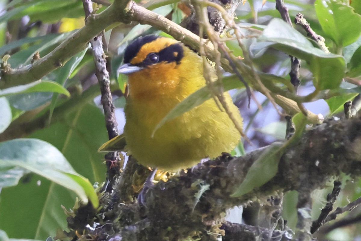 ボリビアモリフウキンチョウ - ML638671397
