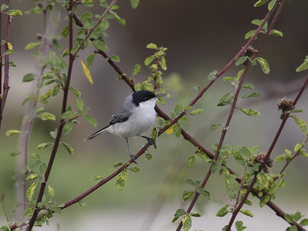 Tropical Gnatcatcher - ML638671408