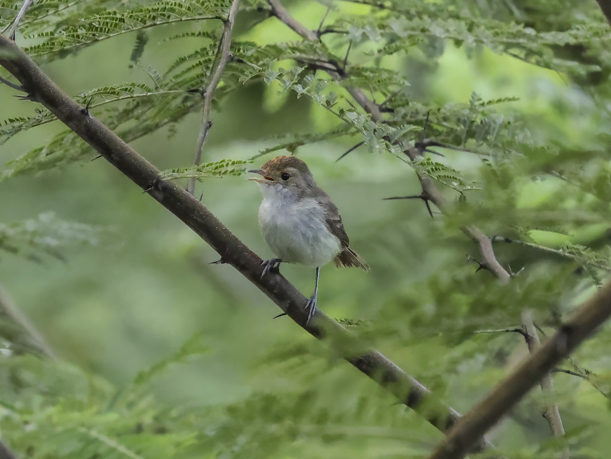 Fulvous-crowned Scrub-Tyrant - ML638671419
