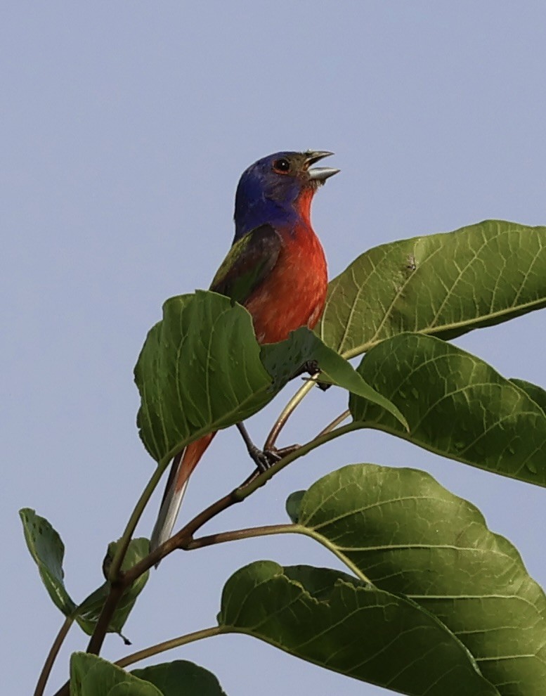 Painted Bunting - ML638671420