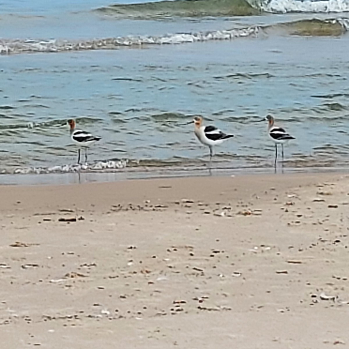 American Avocet - ML638671421