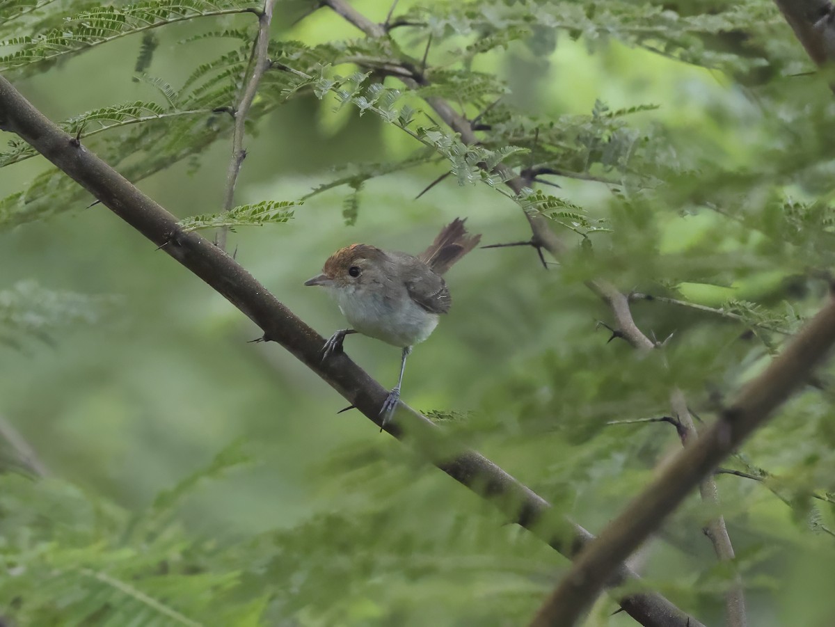 Fulvous-crowned Scrub-Tyrant - ML638671422