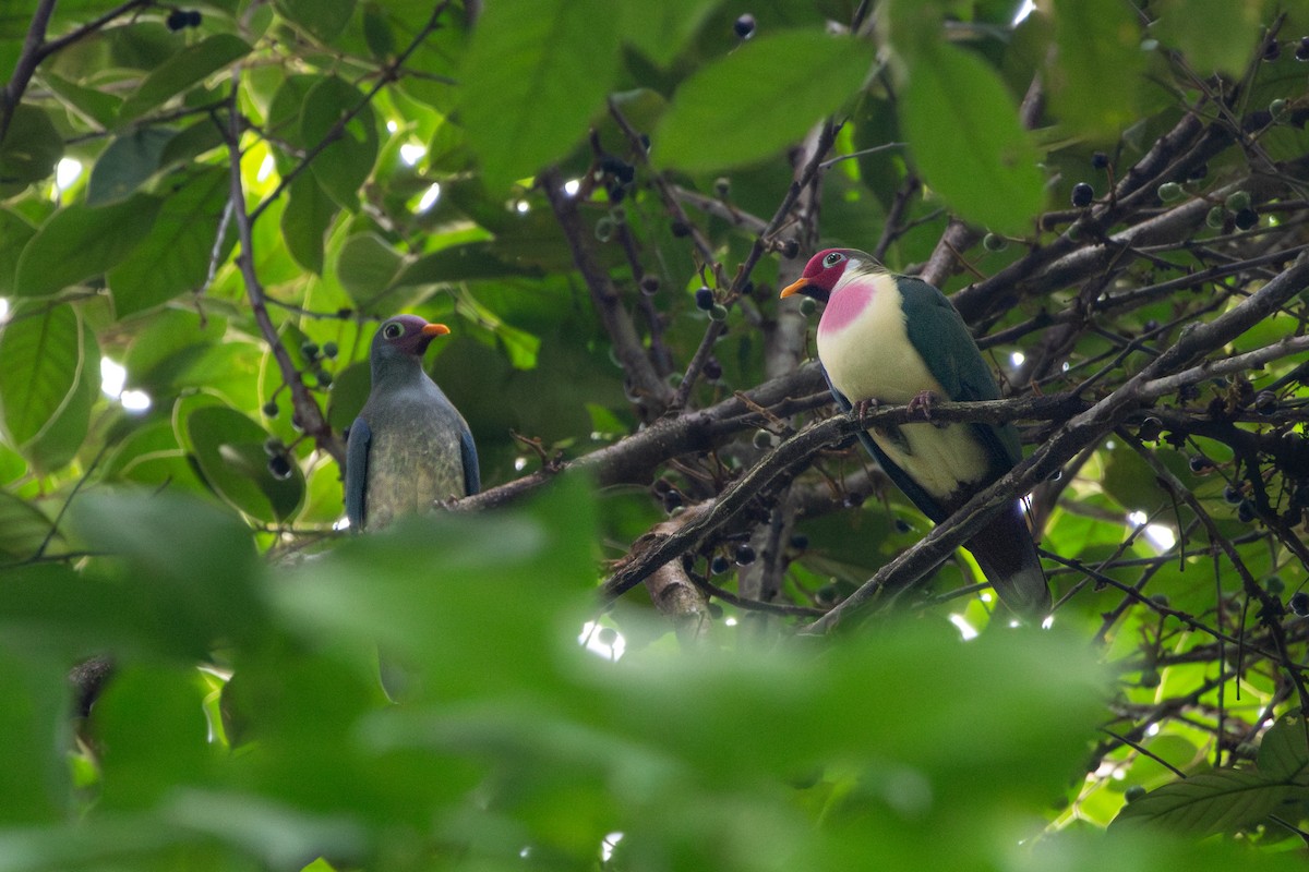 Jambu Fruit-Dove - ML638671423