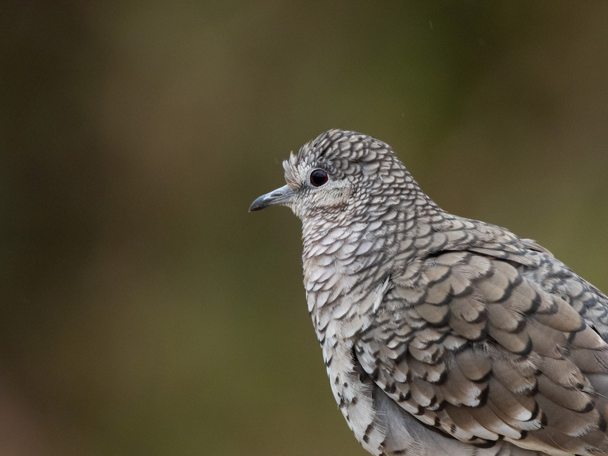 Scaled Dove - ML638671426