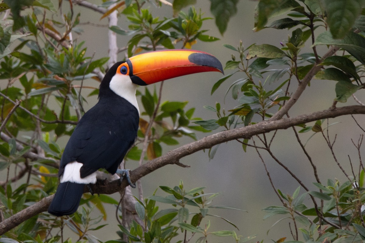 Toco Toucan - ML638671431
