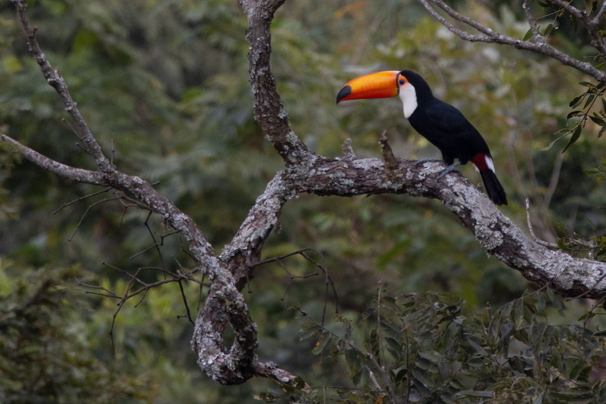 Toco Toucan - ML638671432