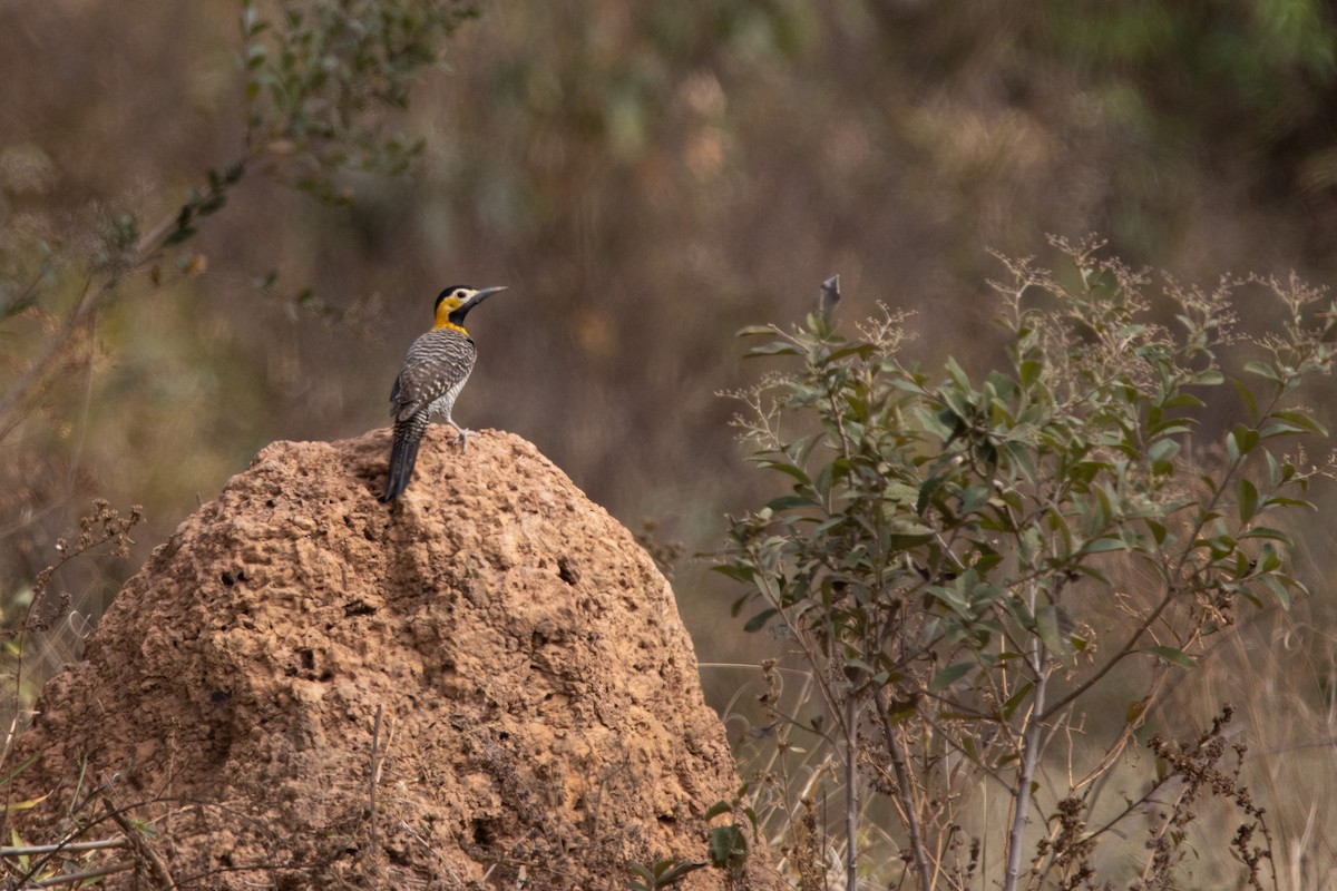 Campo Flicker - ML638671434