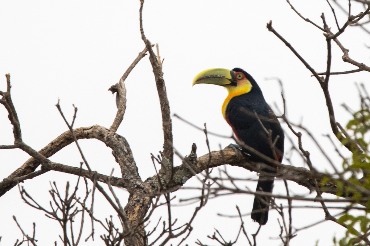 Red-breasted Toucan - ML638671440