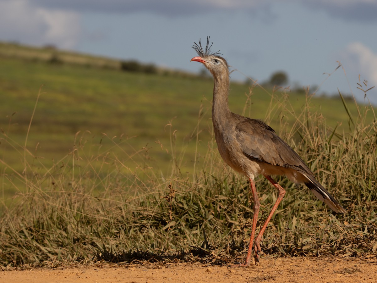 Red-legged Seriema - ML638671448