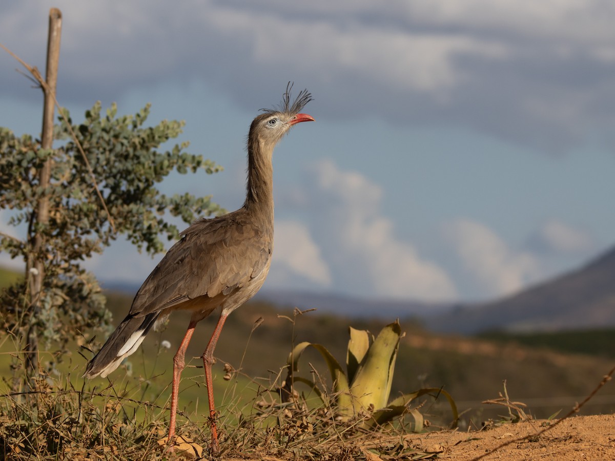 Red-legged Seriema - ML638671449