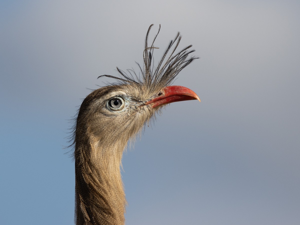 Red-legged Seriema - ML638671450