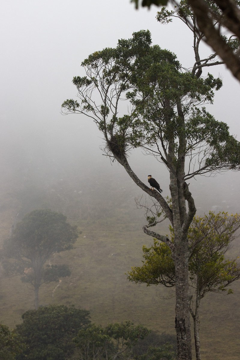 Crested Caracara - ML638671454
