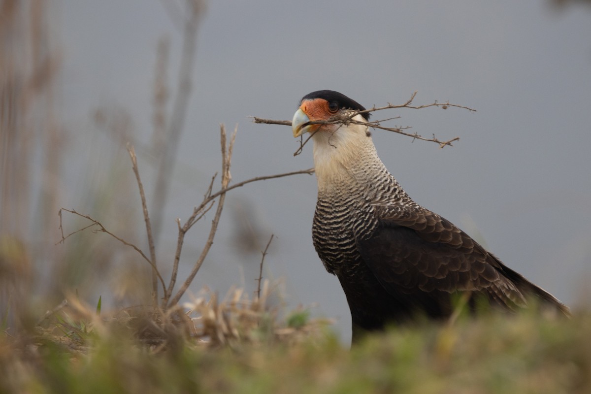 Crested Caracara - ML638671455