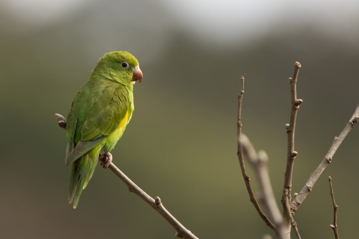 Yellow-chevroned Parakeet - ML638671465