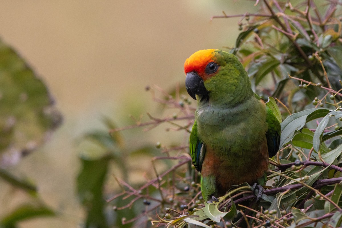 Golden-capped Parakeet - ML638671479