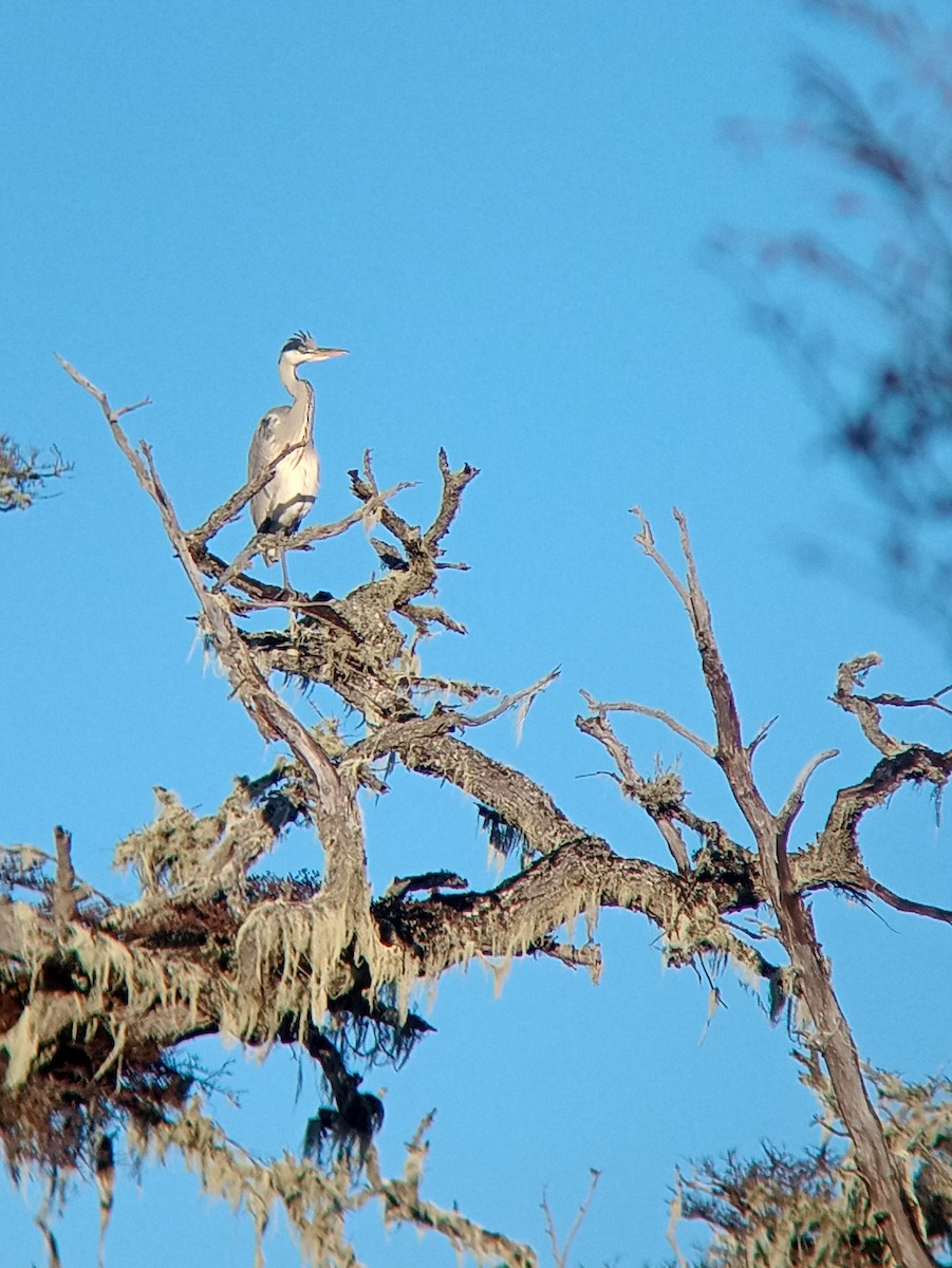 Cocoi Heron - ML638671481