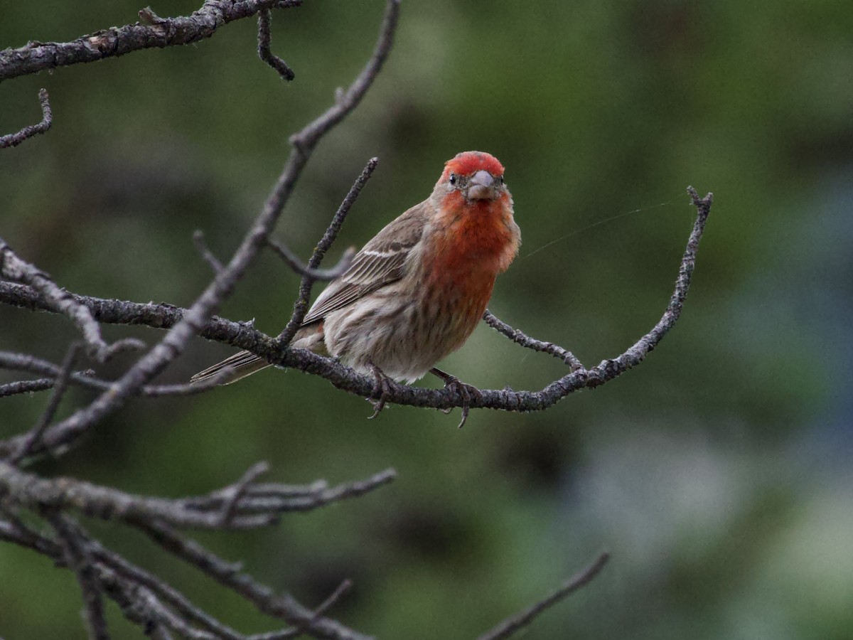 House Finch - ML638671539