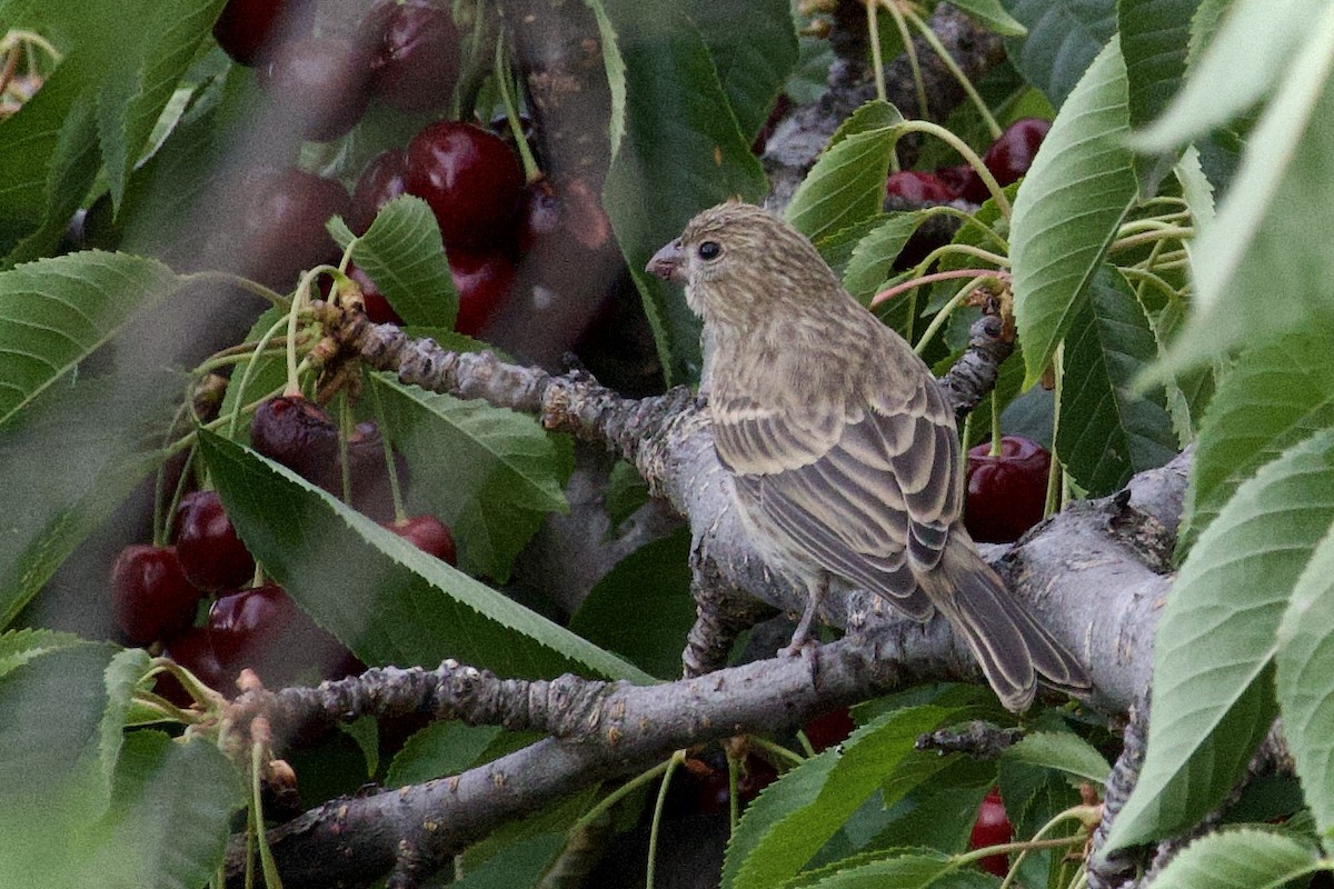 House Finch - ML638671540