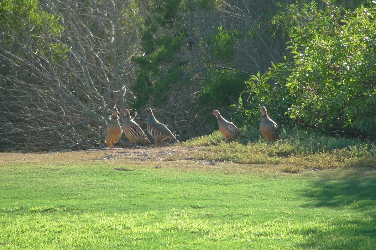 Barbary Partridge - ML638671548