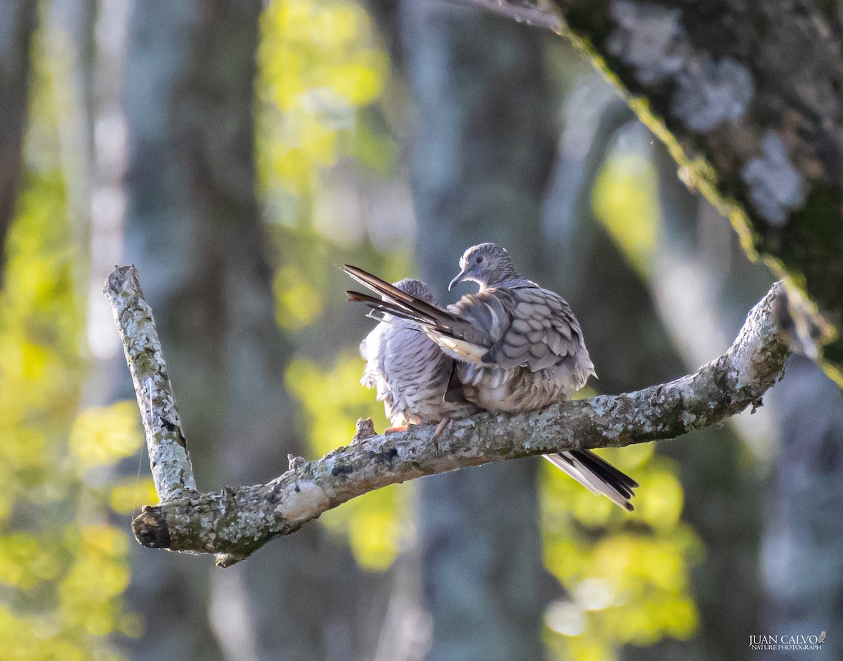 Inca Dove - ML638671560