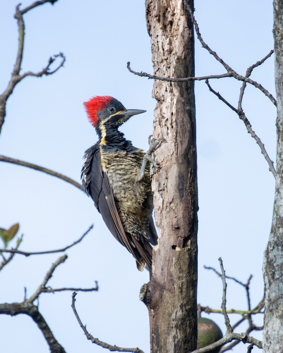 Lineated Woodpecker - ML638671571