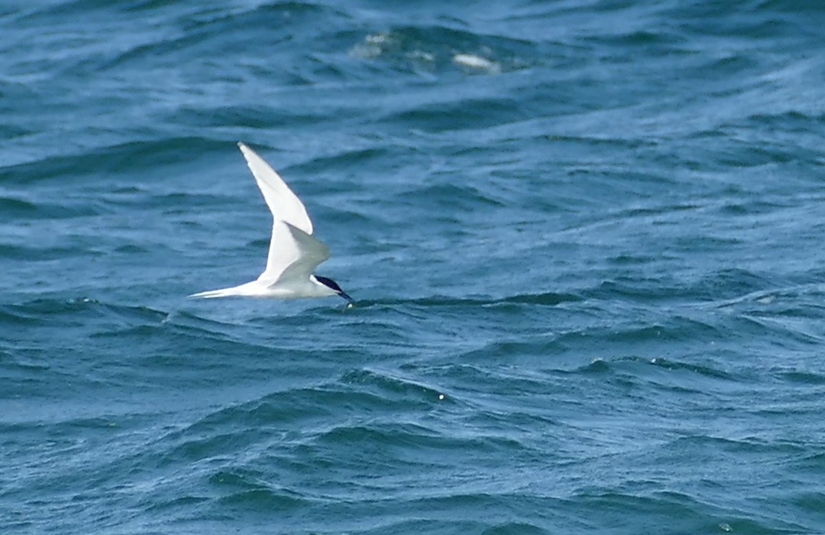 rybák rajský - ML638671624